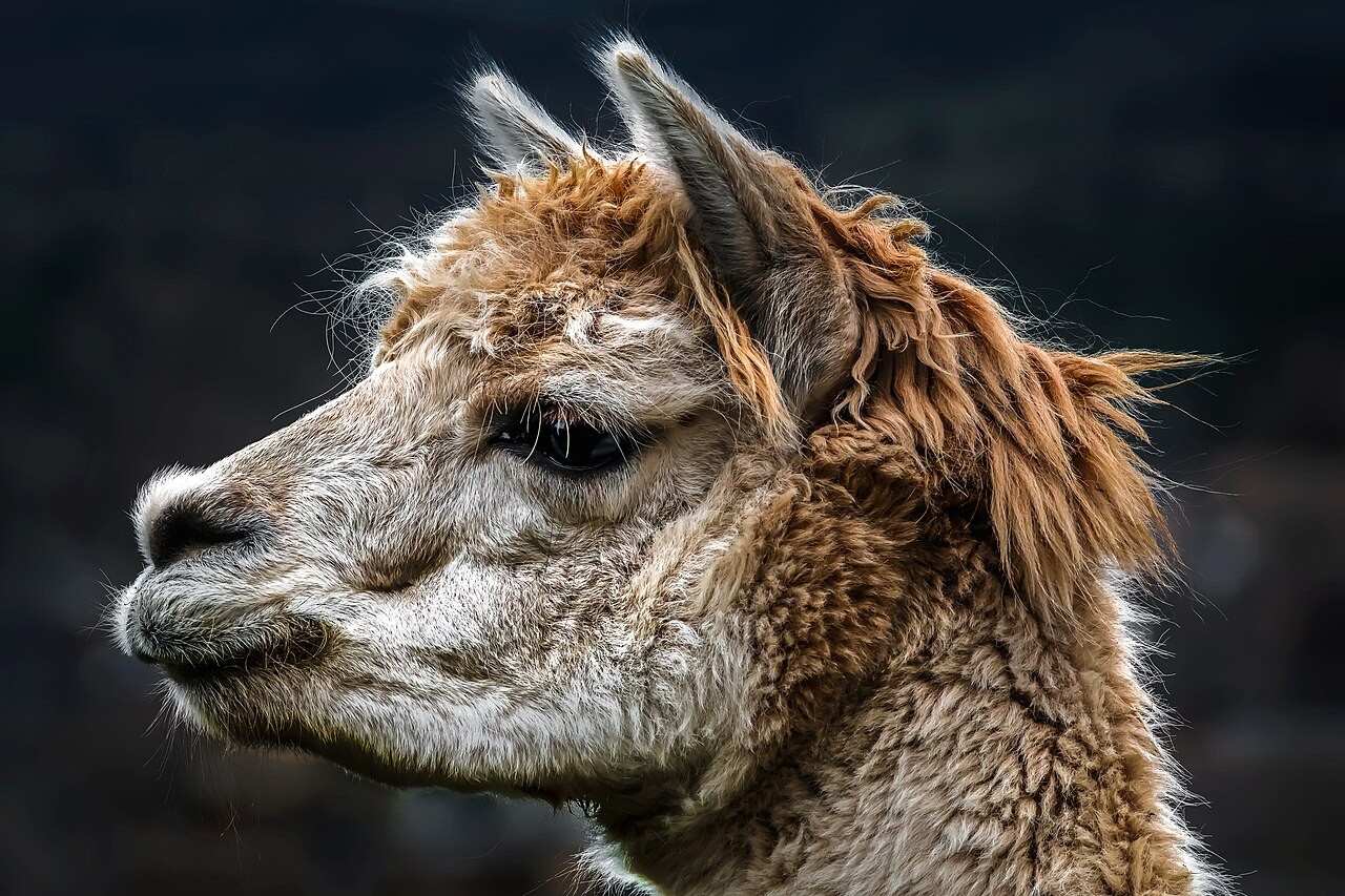 An alpaca in a file portrait. Context photograph; not an animal identified as belonging to MultiZoo.