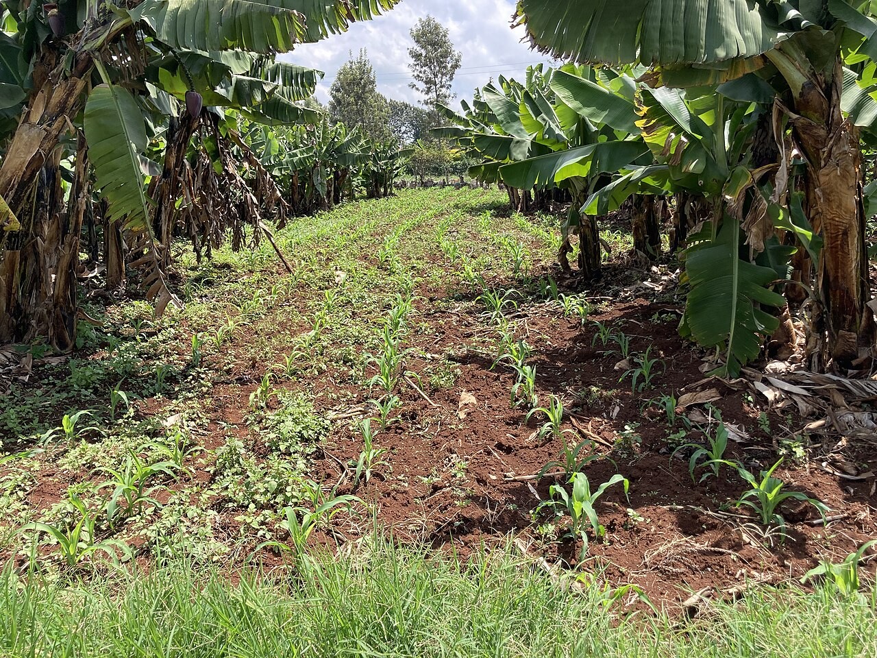 Mixed cropping in Kenya. File photograph; not a SoilFER project visit.