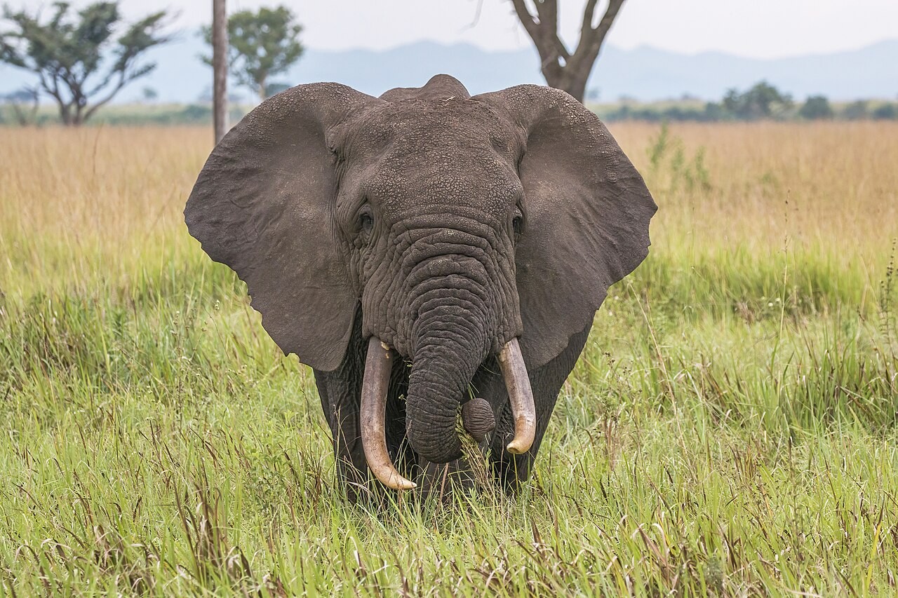 African elephant in Queen Elizabeth National Park, Uganda. File photograph; not an animal from an investigation.