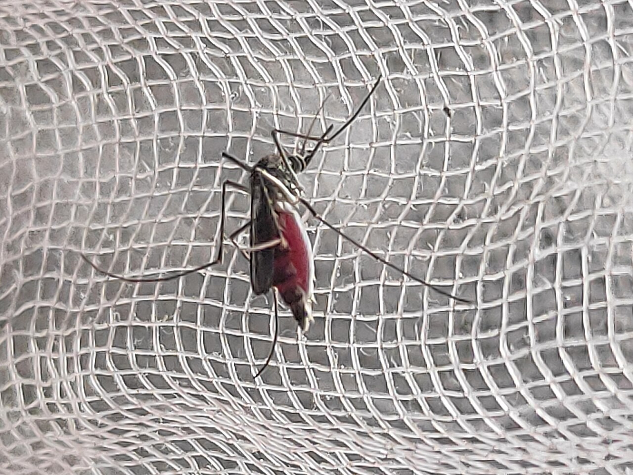 Anwụnta Aedes aegypti n’ime foto ochie. Ọ na-egosi isiokwu nyocha yellow fever, ọ bụghị ụlọ nyocha Theiler.