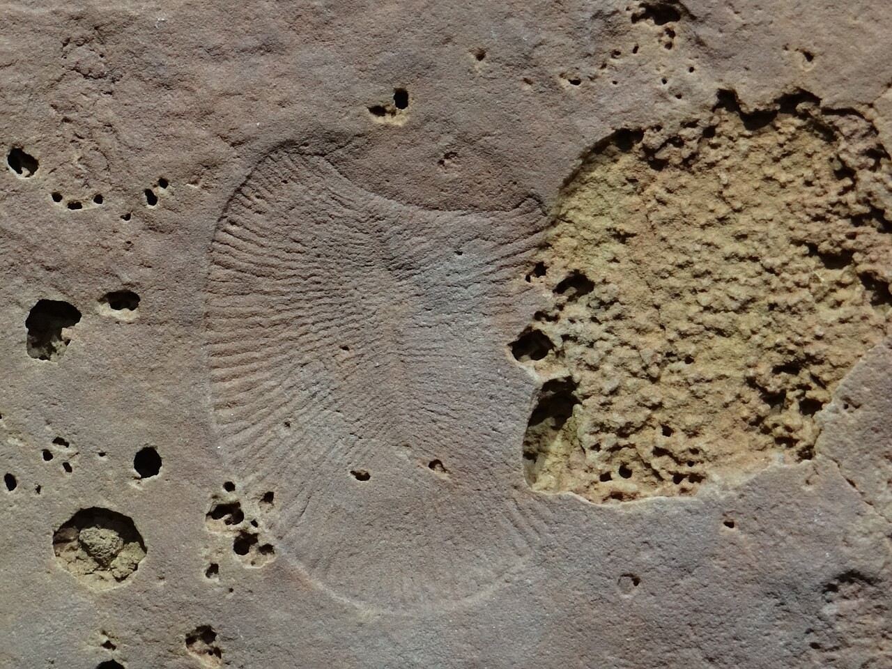 Fossil Dickinsonia sitere na Flinders Range nke South Australia. Foto ochie a na-akọwa nchekwa Ediacaran, ọ bụghị ihe a ka gwupụtara ọhụrụ.
