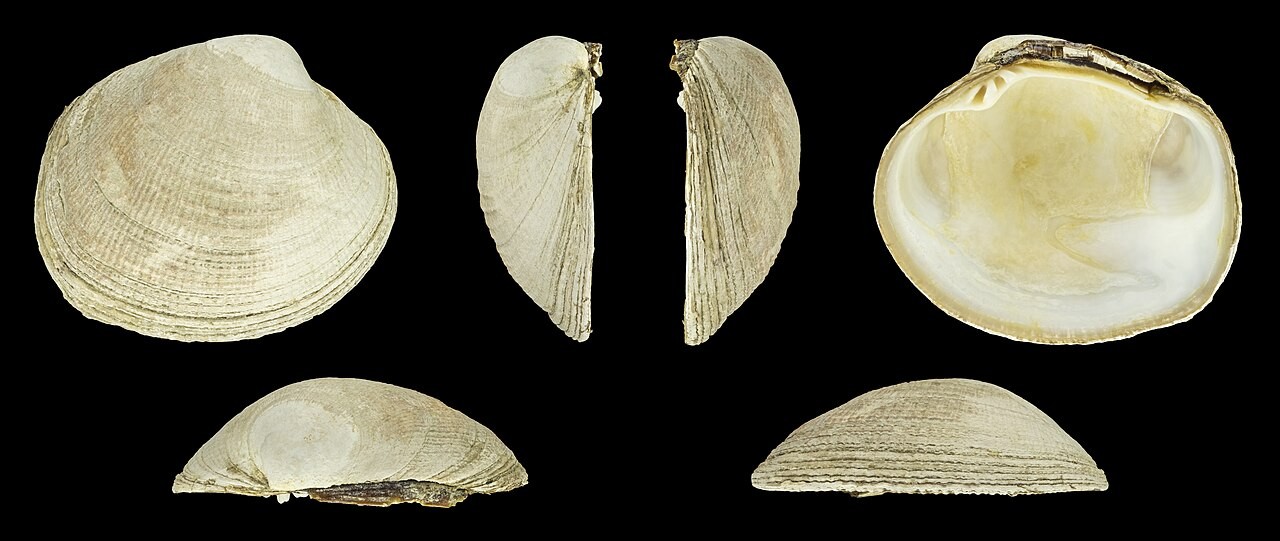 Different views of a Pacific littleneck clam shell from a collection. This specimen was not part of the UC Davis experiment.