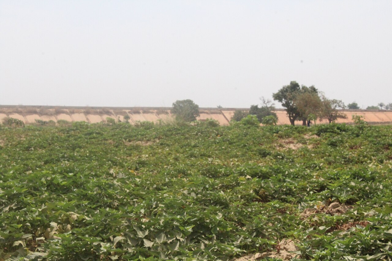 Irrigated potato farming beside the Kaduna River. File photograph, not a project newly delivered by the commission.
