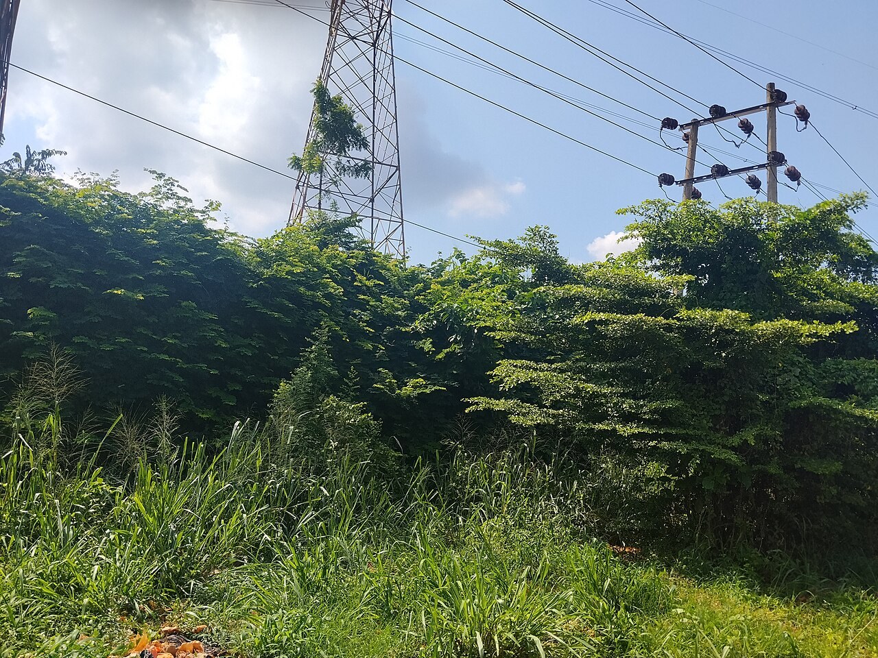 Utility poles and overhead electricity lines. File illustration of power infrastructure, not a workshop photograph.