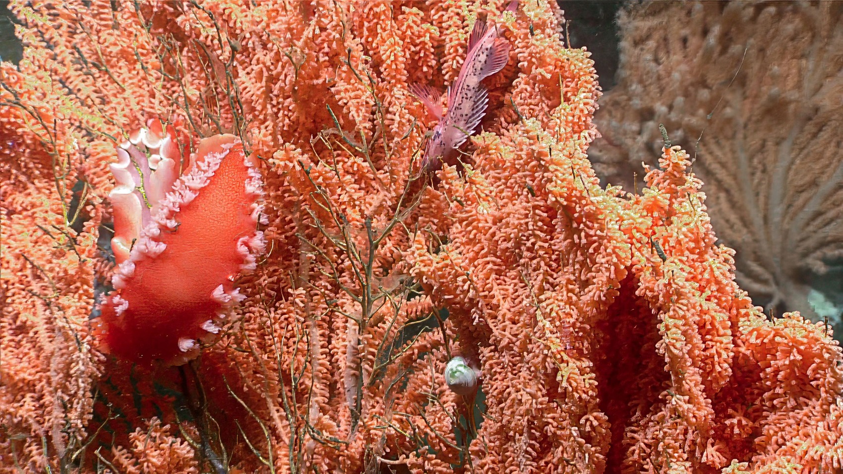 Foto red tree coral sitere na NOAA Seascape Alaska. Foto ebe obibi ochie, ọ bụghị nchịkọta foto ọmụmụ ahụ. NOAA Ocean Exploration.