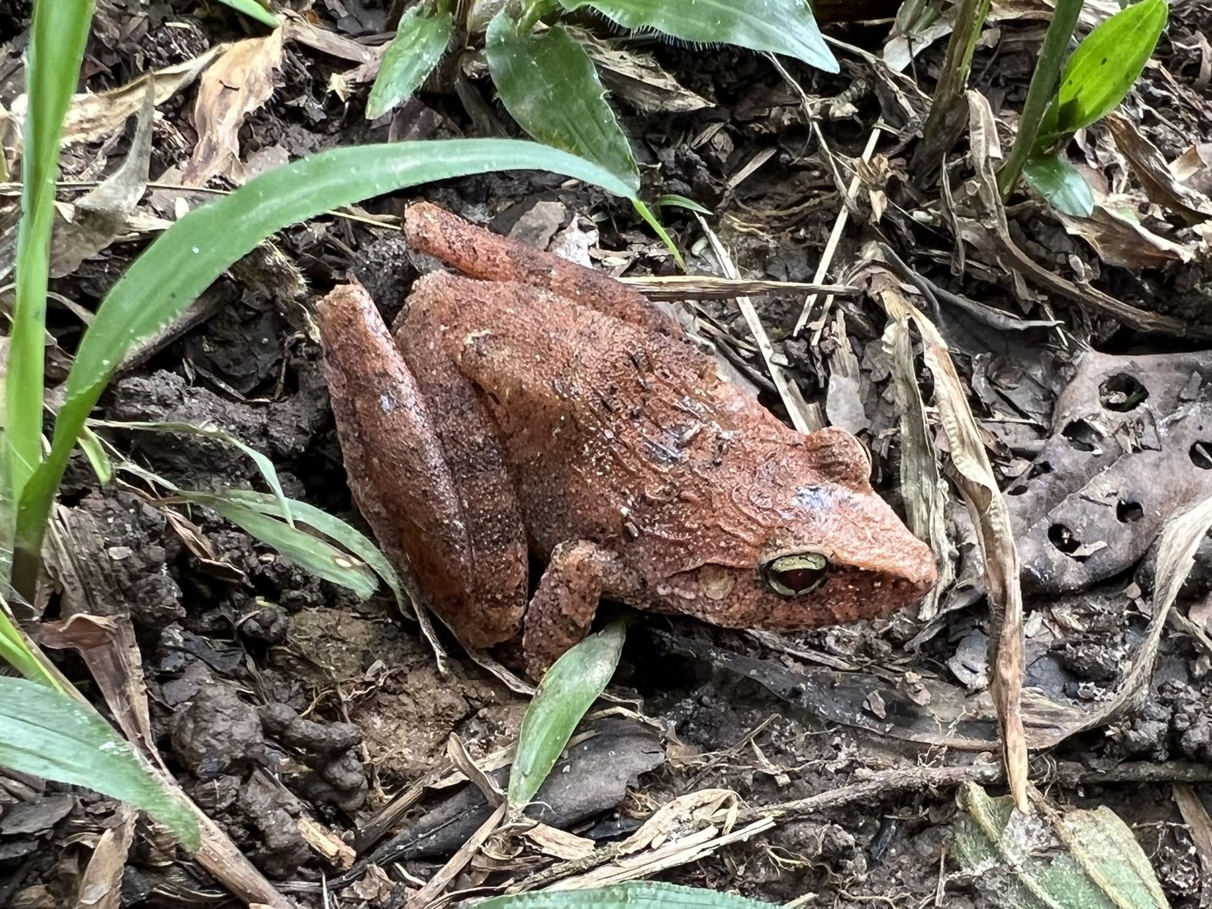 Foto ochie nke clay robber frog, Haddadus binotatus. Ọ na-anọchi ụdị akụkọ nyocha gosiri, ọ bụghị otu n'ime samfurin e chekwara a nwalere.