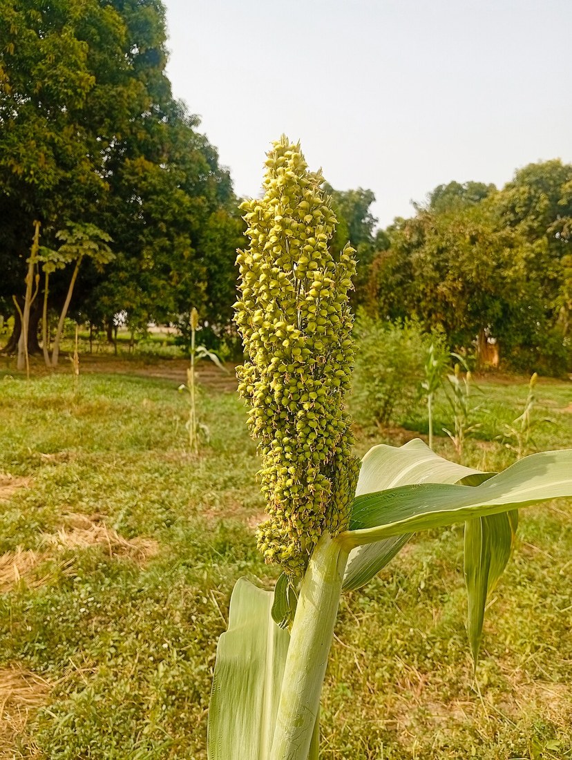 Guinea corn growing in Jalingo. File photograph illustrating agricultural education; this is not the Bama campus.