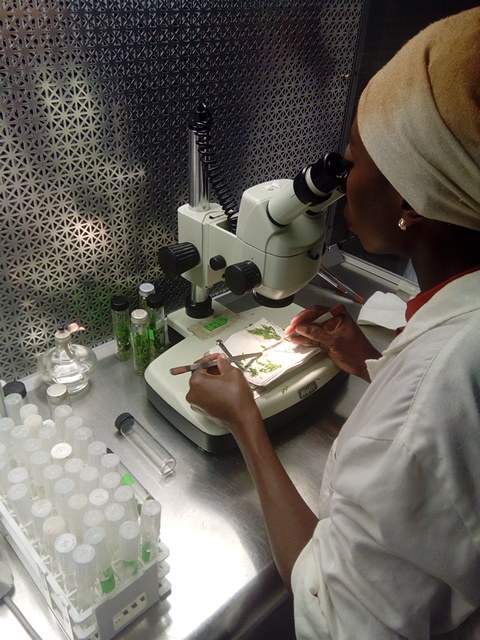 A technologist working in a tissue-culture laboratory. File photograph; it does not identify a recipient of the grants.